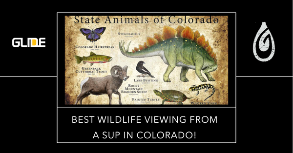 Discover Colorado's Hidden Wildlife Gems: 20 Enchanting Paddle Boarding Destinations!
