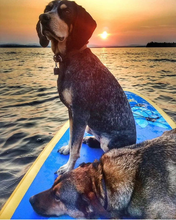 Embarking on an Adventure with Your Furry Friend