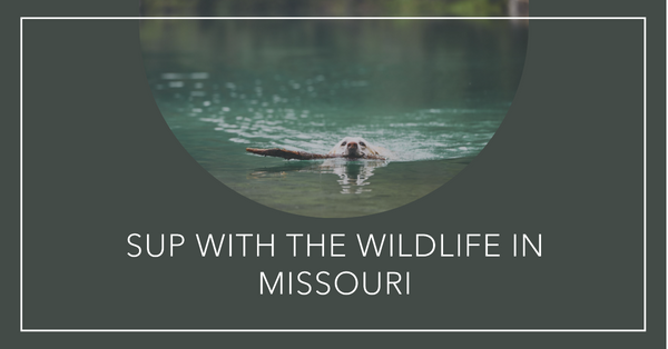The Ultimate Wildlife Adventure: Paddle Boarding Through Missouri's Natural Splendor