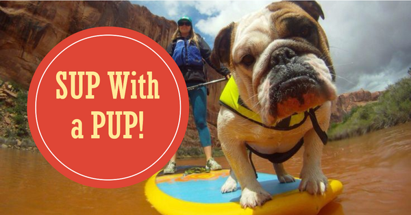 Paddle Boarding With Your Furry Friend!