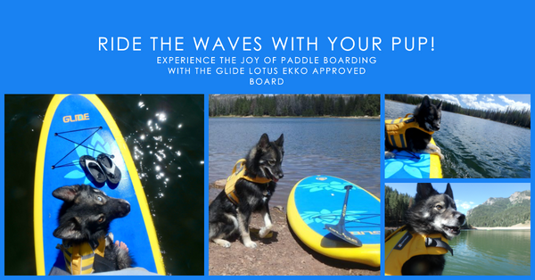 Ekko's Tale: Catching Waves and Paws on the Glide Lotus Paddle Board!