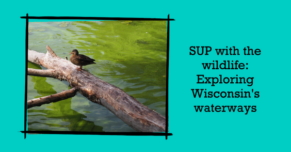 Wisconsin's Wild Waters: A Paddleboarder's Guide to Wildlife Watching Heaven!