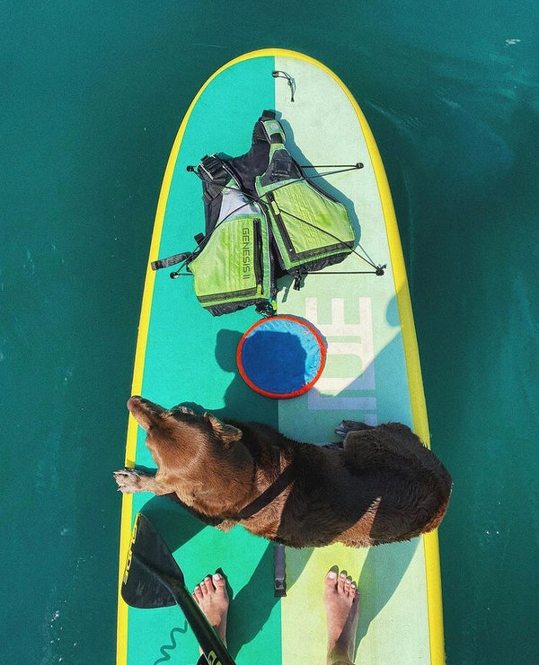 Introducing Your Dog To Paddle Boarding
