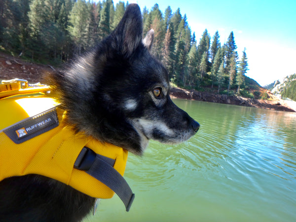 Embracing Adventure with Ekko and the Glide Lotus Inflatable SUP