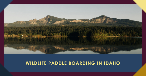Exploring Idaho's Finest Wildlife Viewing Spots from a Paddleboard!