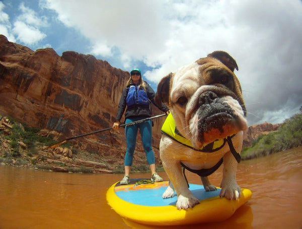 What is the best paddle board for dogs?