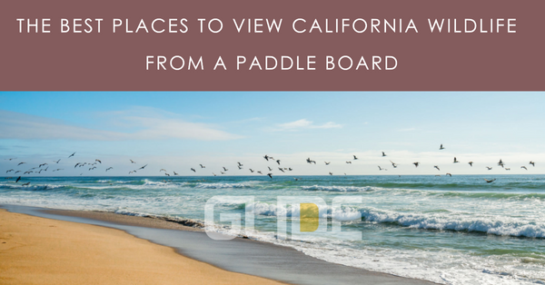 Best Places to View Wildlife from a Paddle Board in California: Connecting with Nature on the Water!