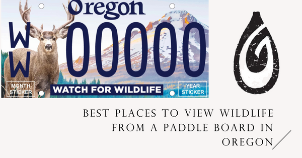 Exploring Oregon's Wildlife from a Paddle Board: 12 Scenic Locations.