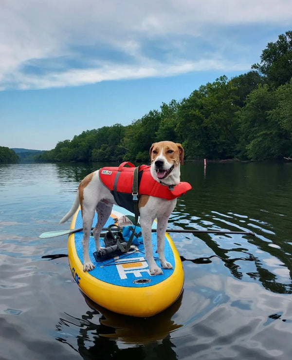 Taking Your Dog Paddle Boarding