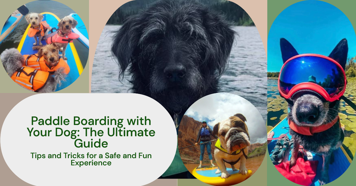 Paddle Boarding Safely with Your Dog The Comprehensive Guide.