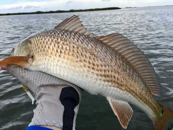 SUP Fishing for Redfish: A Comprehensive Guide with Expert SUP Fishing Tips.