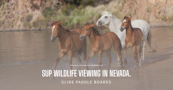 Exploring Nevada's Pristine Wildlife: Paddle Boarding Hotspots.