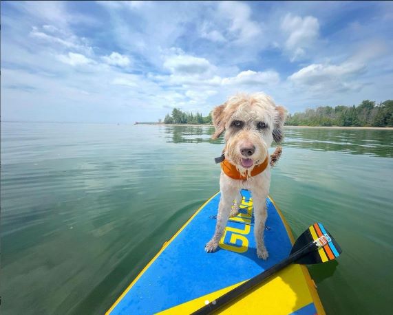 Looking for a dog paddle board?