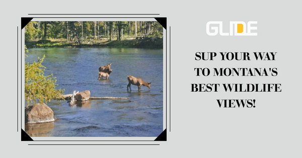 Exploring Montana's Majestic Wildlife from a Paddle Board: The Best Spots to Witness Nature's Splendor!
