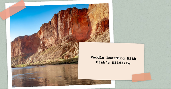 The Best Places to View Wildlife from a Paddle Board in Utah!