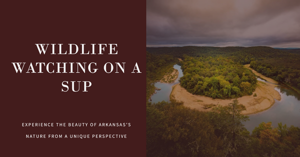 Paddling Arkansas' Wild Waters: A Guide to Wildlife Watching from Your SUP!