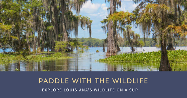 Louisiana's Uncharted Wilderness: 20 Captivating Paddle Boarding Spots for Wildlife Enthusiasts!