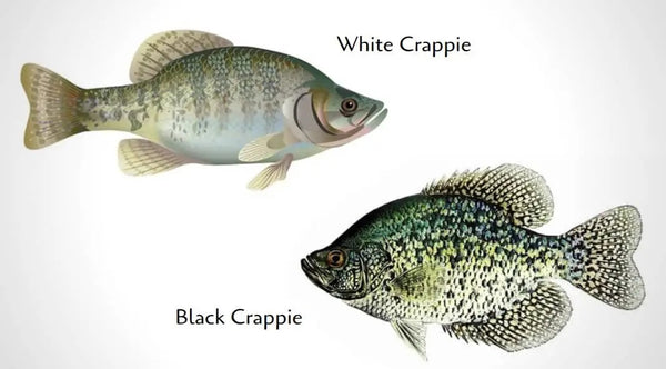 Glide Paddle Boards sup fishing tips for Crappie. 