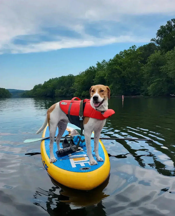 dog on paddle board