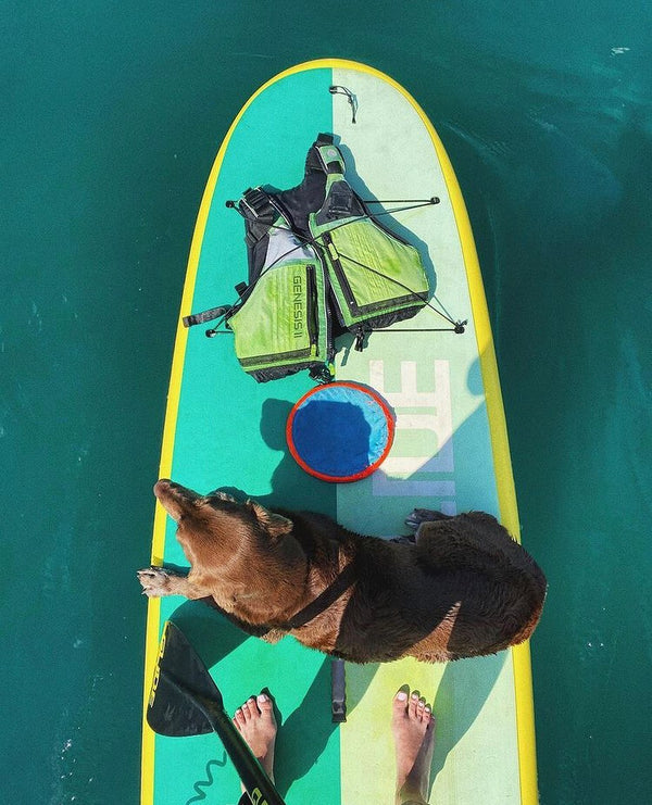 dog on paddleboard