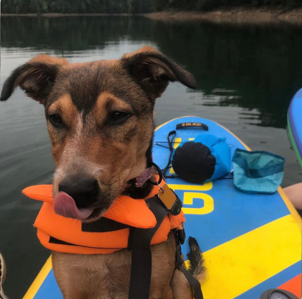Paddle Boarding with Pets: Tips and Tricks for Bringing Your Furry Friend Along