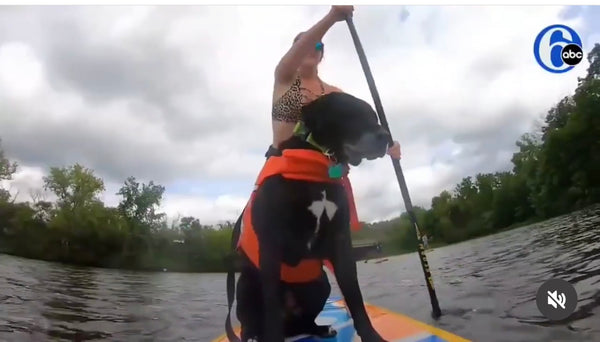 Paddle Boarding with Your Dog: A Guide to Making Memories on the Water