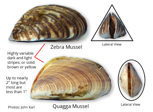 Cleaning and preventing quagga and zebra mussels on paddle boards.