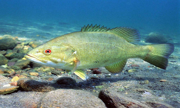 Smallmouth Bass SUP Fishing Tips: A Comprehensive Guide.