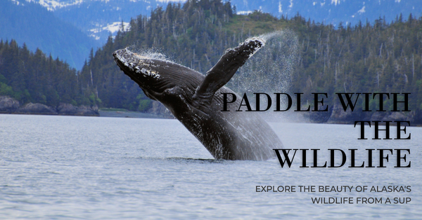 Paddle Boarding Alaska: 20 Enchanting Wildlife Viewing Spots.